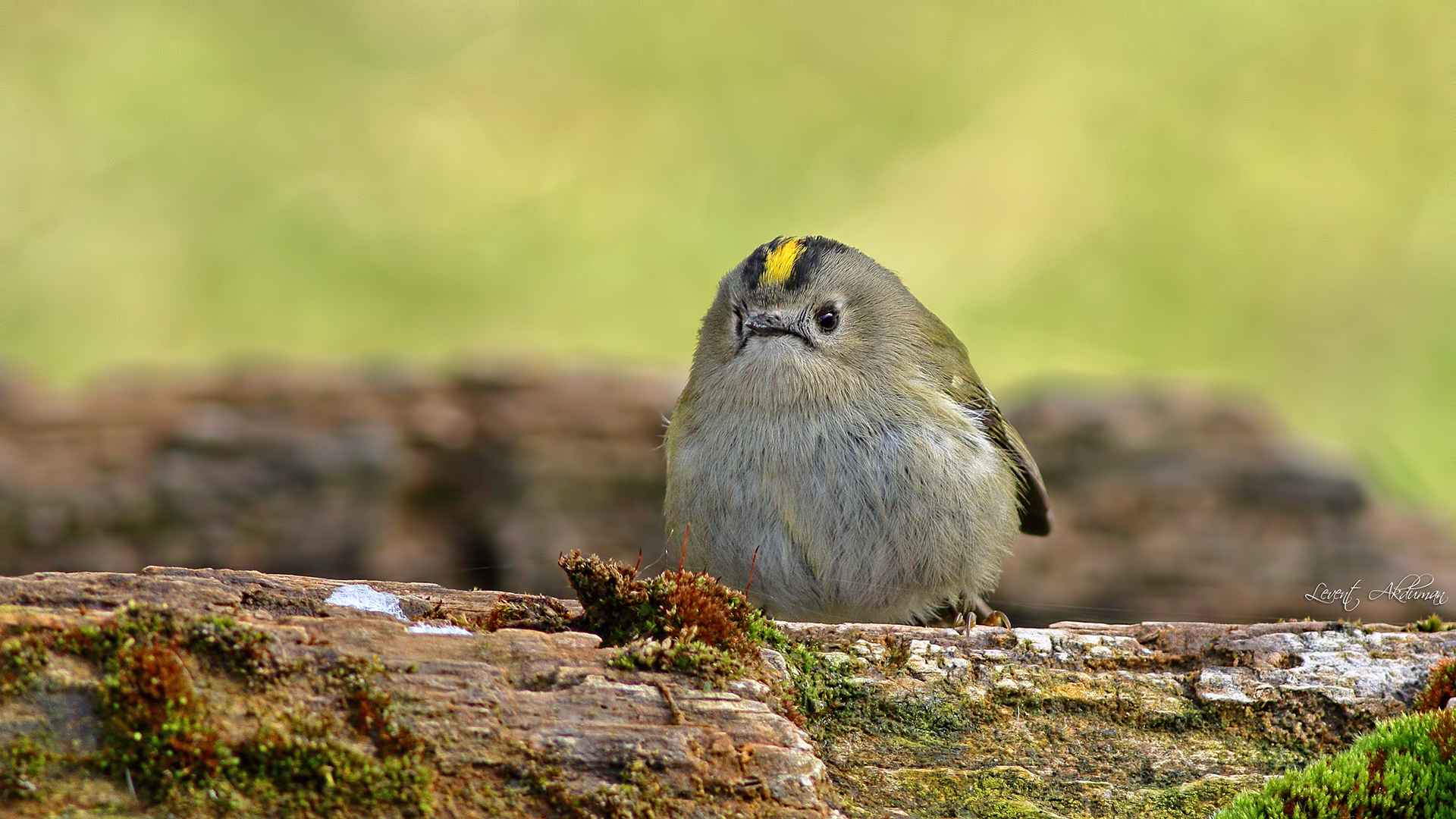 Goldcrest